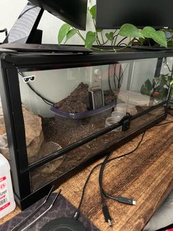 Leopard gecko tank terrarium
