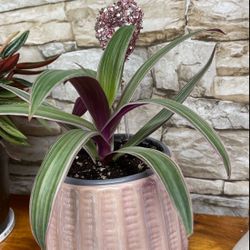Spathecea Tricolor Beautiful House Plant In Cute Pink Mother of Pearl Textured Ceramic Pot 4.5"H,