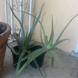 $5 Each Alo Vera Plant 