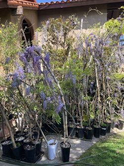 Chinese Japanese Wisteria Purple Flower Tree Plant Vines $40-$80