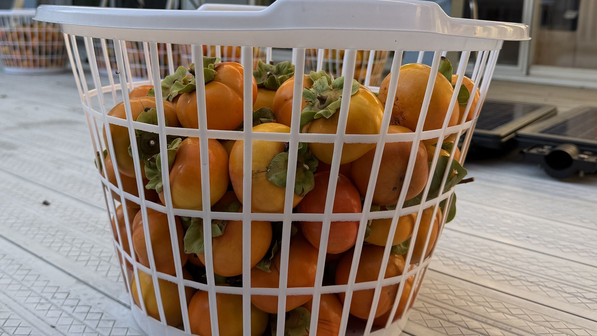 PERSIMMONS -LOVED BY REGULARS _COME AND TASTE THEM - 100% ORGANIC