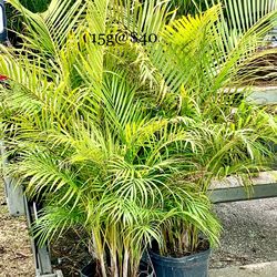 Areca 15g full