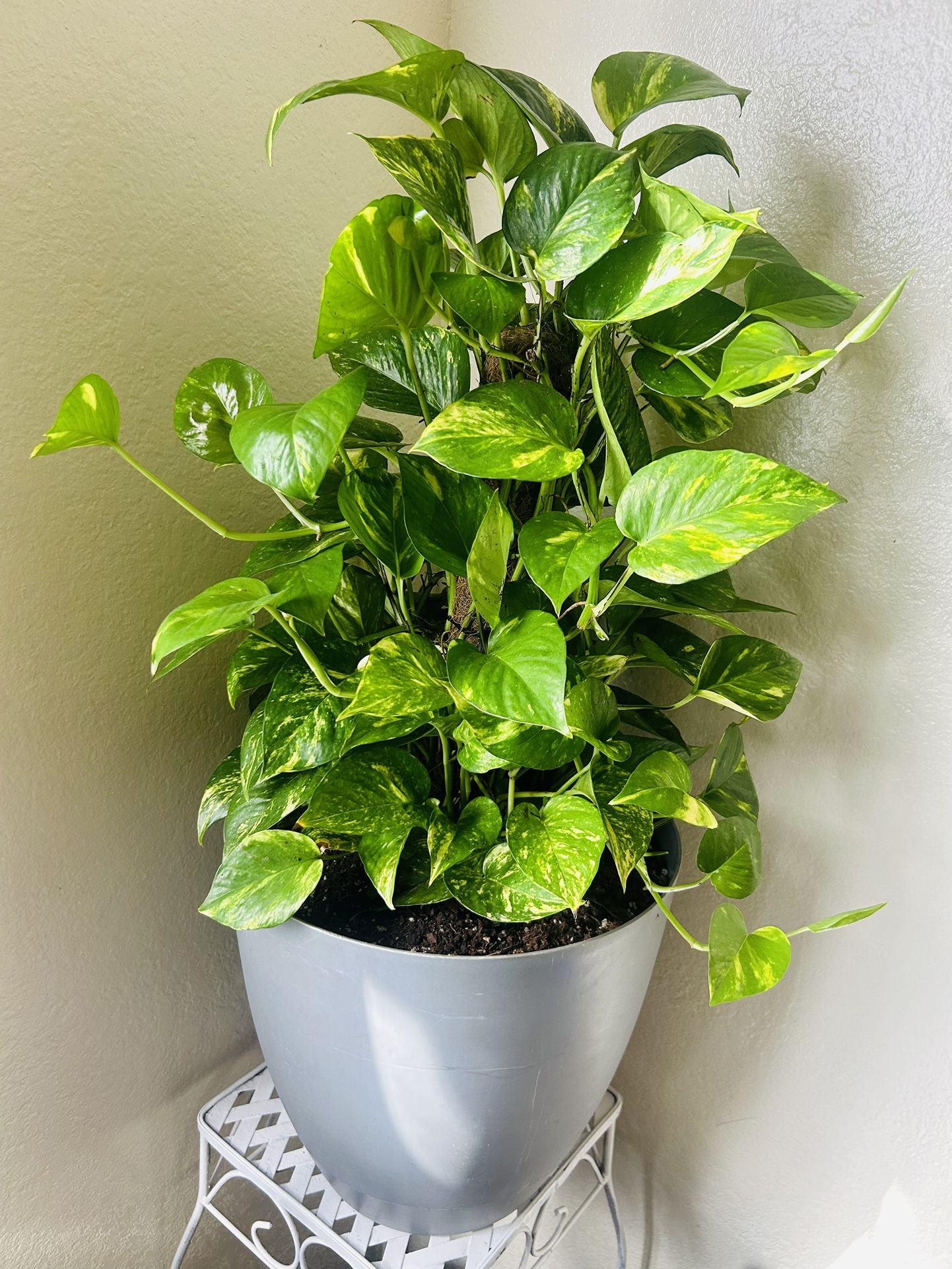 Plants For Sale 50