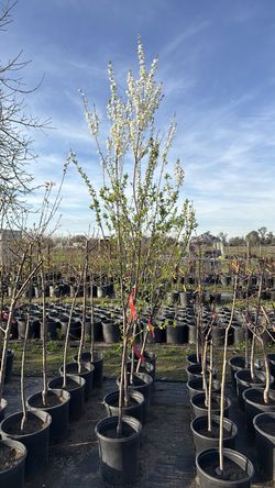 Santa Rosa Plum Tree