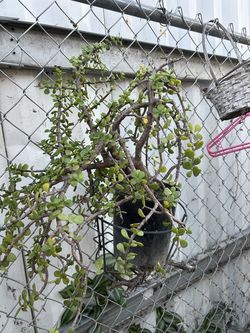 Arbol de la abundansia