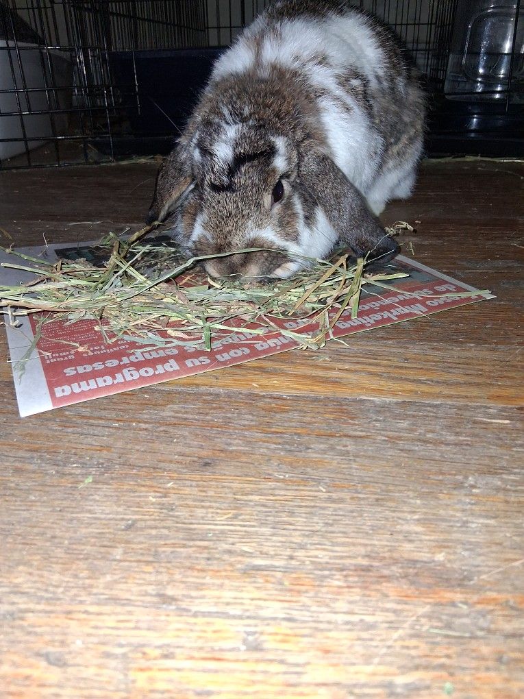 Holland Lop Rabbit