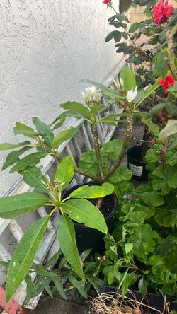 Rooted Blooming Hawaiian plumeria plant white and. Center yellow ready to a big pot