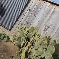 Bunny Ears Cactus