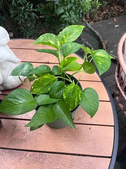 Pothos Plant