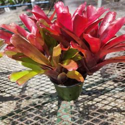 Neorgelia Super Fireball 6'