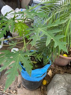 Papaya