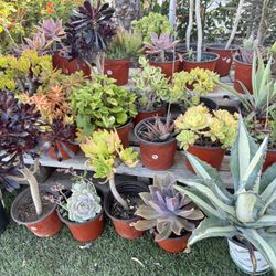Variety Of Succulents Plants 