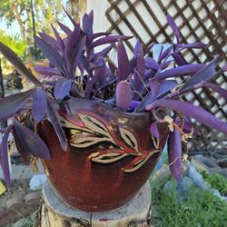 Glazed Flower Pot W/ Purple Heart Plant