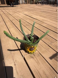 Huernia Cactus