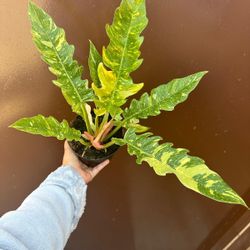 6” philodendron ring of fire