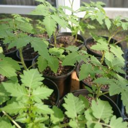 Everglades Tomato 6-inch Pot 