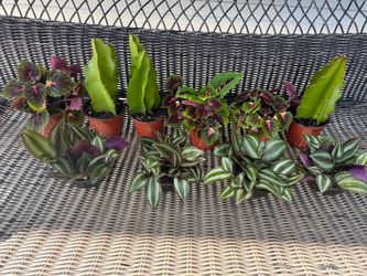 Plants 🪴