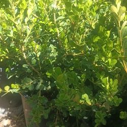 Japanese Boxwood Plants.