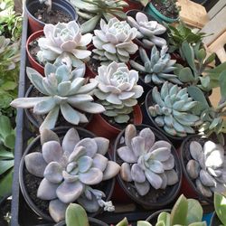 Natural Succulent Plants &cactus $5 each 