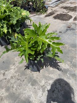 Philodendron Xanadu