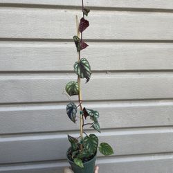 5” cissus discolor 