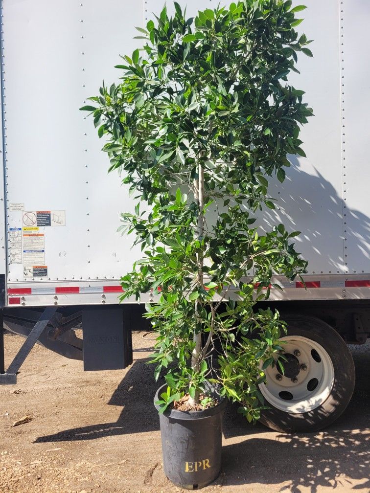 Ficus Nitida 15 Gallon (9'-10' Tall)
