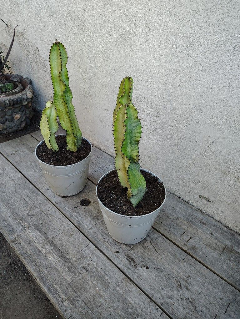 Euphoria Ammak Cactus