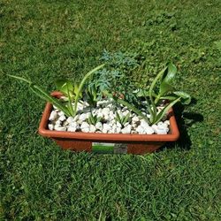 Succulents