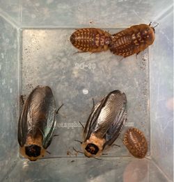 DeathHead Roach (Blaberus Craniifer) Starter Colony