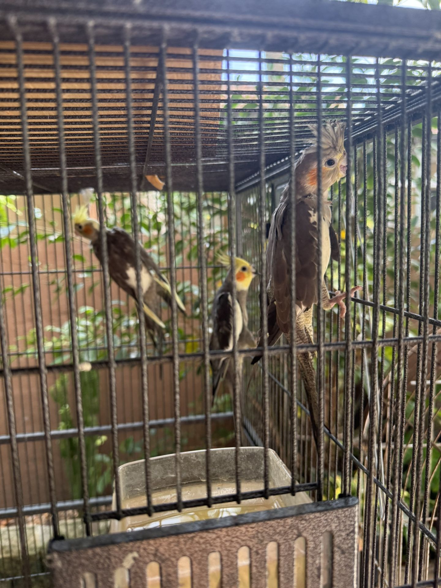 Bird Cage
