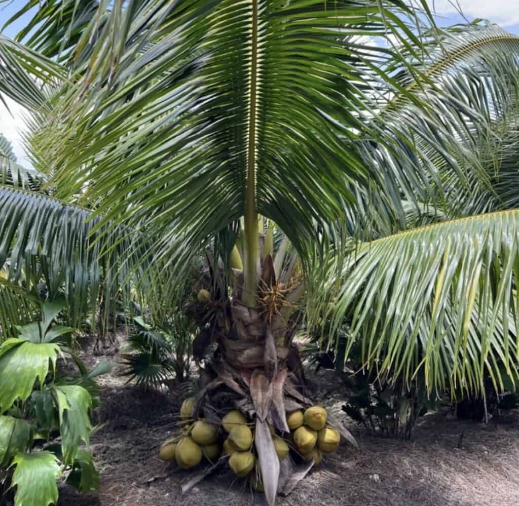 Fiji Dwarf (Niu Leka) Coconut Palm (15g)