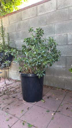 Big jade plant/ arbol de jade