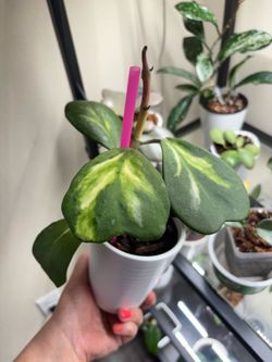 Hoya Kerri inner variegated