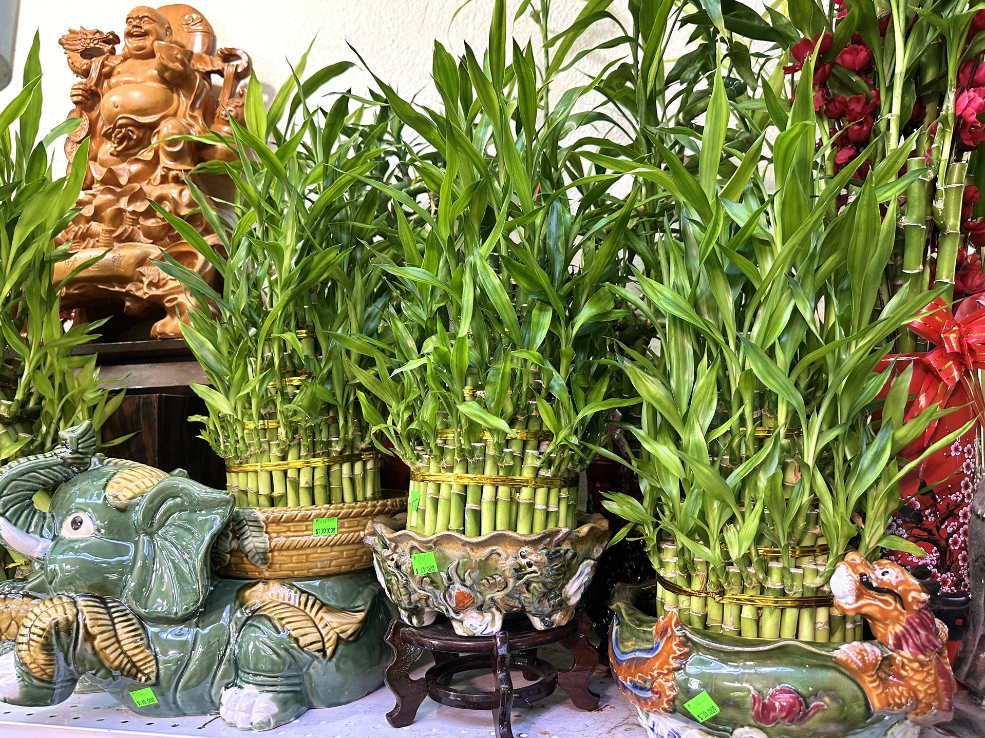 Lucky Bamboo Shop Tiệm Cây Phát Tài Trendy $12-200