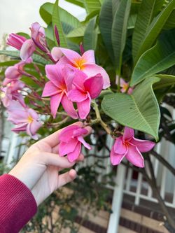 Pink Plumeria
