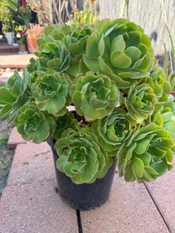 Sacculent beautiful plant, 5 gal pot $26