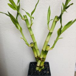 Lucky Bamboo Live Plant Indoor With Black Ceramic Pot 18” tall Healthy Plant