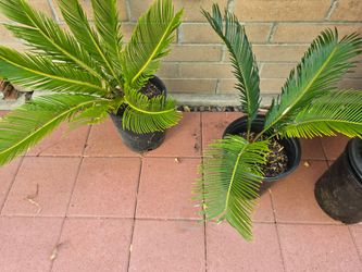 Sago Palm 5 galon