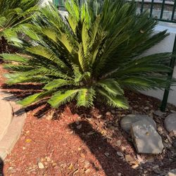 Sago Palms For Sale 2 Available 100.00 For Both