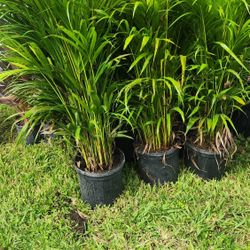 Beautiful Arecas Palms For Inmediate Privacy!!! 3 Feet Tall!!! Fertilized 