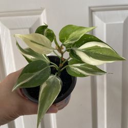 Beautiful Philodendron Rio Sport Plant