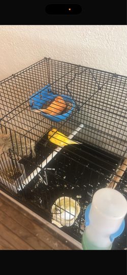 Canary bird cage