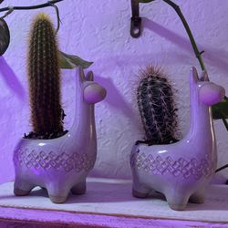 Plant Cactus With Lama Pot