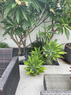 Free 4 Large Foxtail Agave must read details