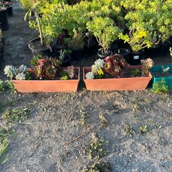 Succulents Planter