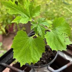 3x Bitter Mellon Seedling Plants Producing Hundreds Of Fruits Free Black Eyed Susan Plant 