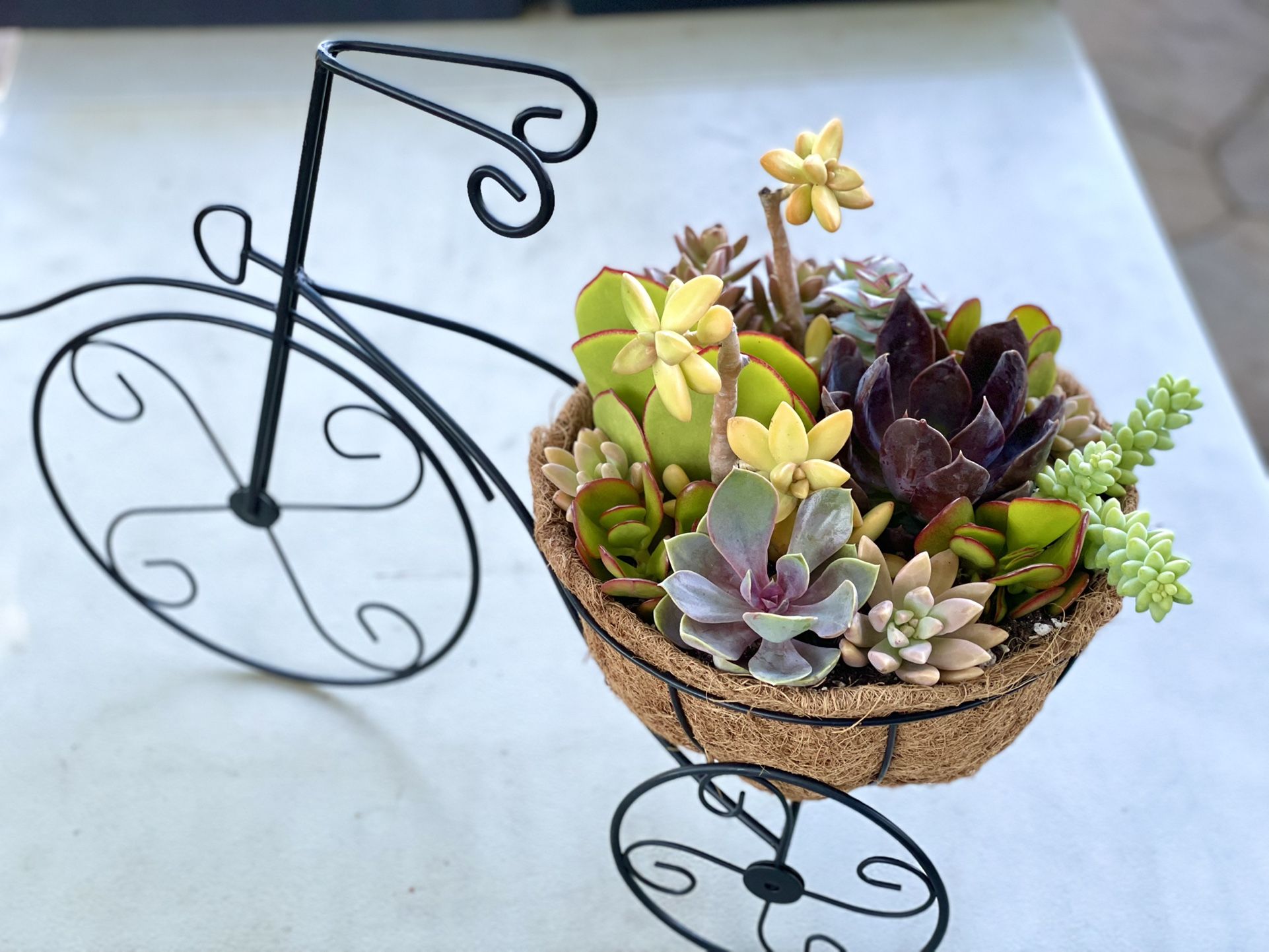 Succulent Plants and Arrangements 