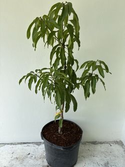 Grafted Carrie Mango tree