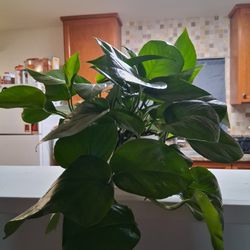 Pothos Plant 