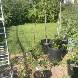 Green Fig Plant